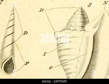 . Le texte du conchologist-livre, embrassant les arrangements de Lamarck et Linné, avec un glossaire de termes techniques. Banque D'Images