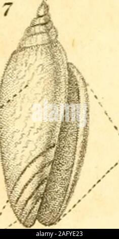 . Le texte du conchologist-livre, embrassant les arrangements de Lamarck et Linné, avec un glossaire de termes techniques. Univalve.. Banque D'Images