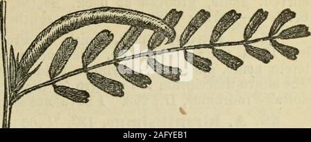 . La flore de la Syrie, la Palestine, et Sinaï : à partir de la Taurus à Ras Muhammas et de la mer Méditerranée pour le désert de Syrie. Les gousses d'A. brachyceras. LEGTJMINOS^. (PULSB FAMILLE.) 261. Banque D'Images