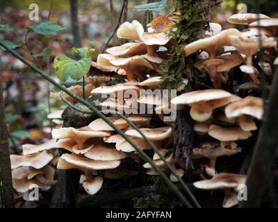 Groupe d'automne agarics miel poussent sur arbre dans une forêt Banque D'Images