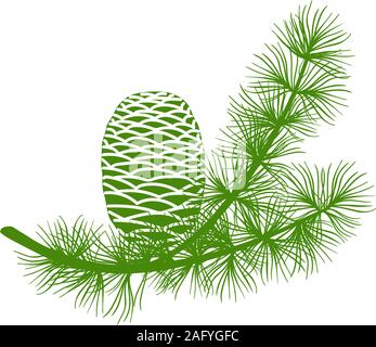 Moelleux et la direction générale de vert cèdre deux cônes. Isolated on white plate illustration vectorielle vector illustration Illustration de Vecteur