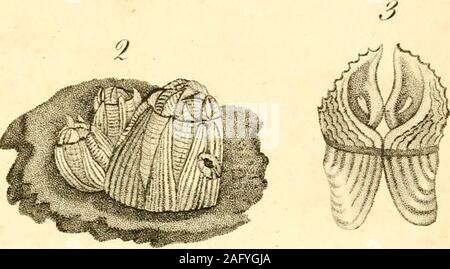 . Le texte du conchologist-livre, embrassant les arrangements de Lamarck et Linné, avec un glossaire de termes techniques. Banque D'Images