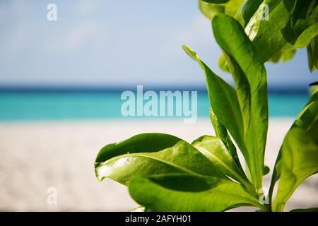 Les cadres avec une vue sur la plage et feuilles vertes sur le côté Banque D'Images