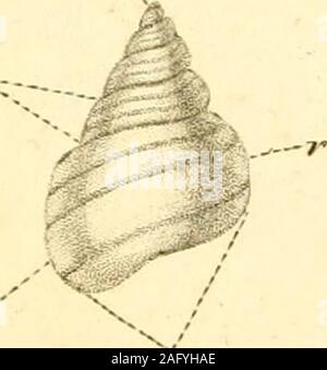 . Le texte du conchologist-livre, embrassant les arrangements de Lamarck et Linné, avec un glossaire de termes techniques. Banque D'Images