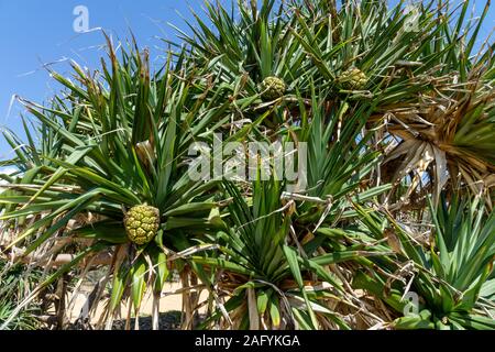 Le Pandanus australienne pousse sur un palmier avec des feuilles vertes Banque D'Images