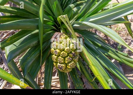 Le Pandanus australienne pousse sur un palmier avec des feuilles vertes Banque D'Images