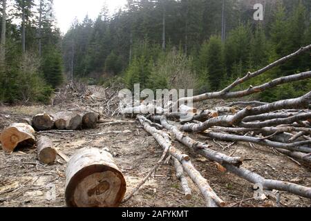 De grands arbres coupés en forêt de pins Banque D'Images