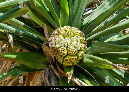 Le Pandanus australienne pousse sur un palmier avec des feuilles vertes Banque D'Images