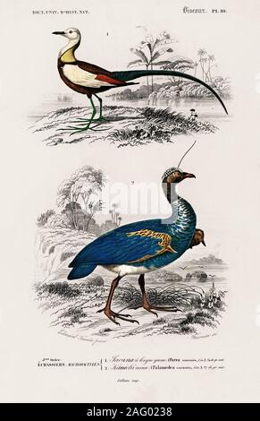 Vintage natural history illustration Banque D'Images