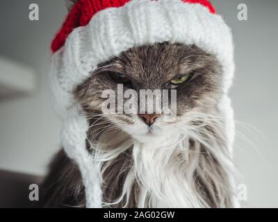 Jeune chaton dans un chapeau de laine rouge Banque D'Images