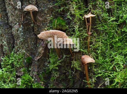 Bonnets, petite commune de champignons, et de mousse sur l'écorce d'un chêne Banque D'Images