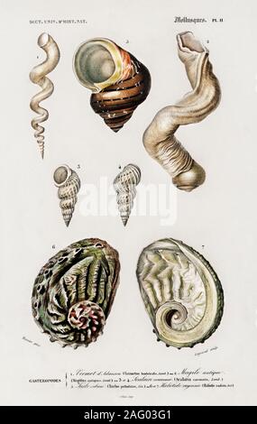 Vintage natural history illustration Banque D'Images