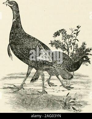 . Histoire du Texas, Fort Worth au Texas et le nord-ouest de l'édition. a reçu une grande immigration de colons, en particulier de la North Central States, et ses terres sont largement occupés que de fermes.Bien que live stock est toujours un important poste de la richesse productive. Agri-culturel c'est une section de l'agriculture bien diversifié. Le sol pro-. II II J'IkKLI duces presque jamais) culture connue de New York, notamment le coton, le blé.le maïs, l'avoine, seigle. la luzerne, mil, sorgho, maïs, maïs milo kafir, la pota-orteils, l'orge, les légumes, et le verger et petits fruits et noix.Plus de la moitié des terres de la f du comté sont Banque D'Images