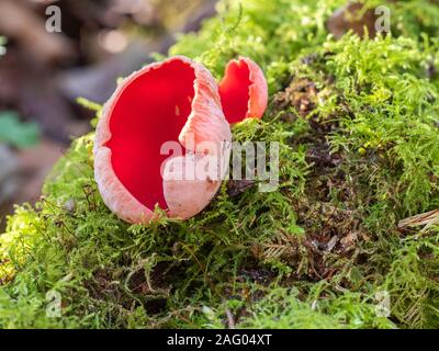 Sarcoscypha coccinea, communément connu sous le nom de Scarlet, Scarlet cup elf elf pac, ou l'écarlate en moss Banque D'Images