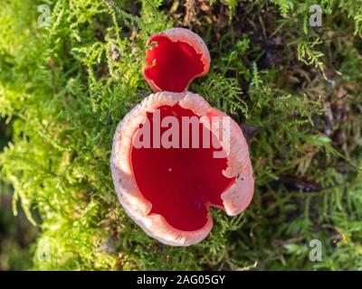 Sarcoscypha coccinea, communément connu sous le nom de Scarlet, Scarlet cup elf elf pac, ou l'écarlate en moss Banque D'Images