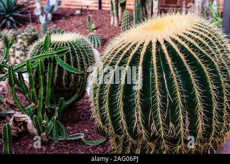 Bateau à quille, populairement connu sous le nom de golden barrel cactus, ballon d or ou belle-mère, coussin est espèce de cactus, et est endémique à l'eas Banque D'Images