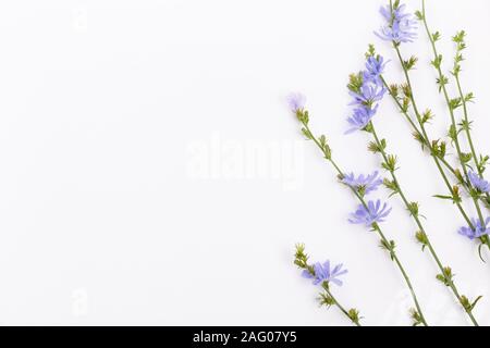 Cichorium intybus chicorée commune - fleurs isolé sur fond blanc Banque D'Images