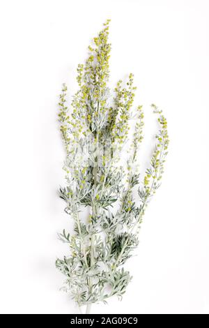 Herbes médicinales, l'armoise, Artemisia, gingembre vert sur fond blanc. Banque D'Images