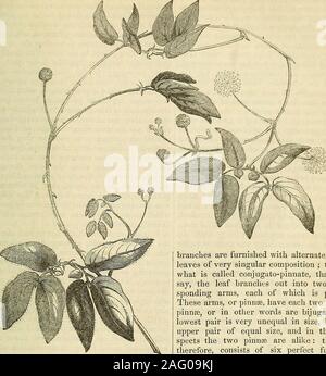 . Les annales de l'Horticulture et Year-Book de l'information pratique sur le jardinage. ofmats ning ou du tissu, qui peut être placé à uponhoops qui sont faites pour traverser le lit highenough afin d'éviter de toucher le plus grand de theflowers. Ces tapis devrait être jeté le soleil se onwhen, chaud et aussi pour protectagainst les chutes de grêle, de neige, ou violentrains. Les offsets de tulipes, en particulier, devraient être thesmallest plantées dans la partie au début d'octobre, ou bien serait perdu, comme thesmallest se ratatinent souvent pendant l'hiver, anddie. Le semis précoce sauve tous ces blessés,et favorise leur croissance et au début de m Banque D'Images