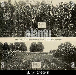 . La physique des sols et de la gestion. Fig. 167.-neuf ans rendement moyen 43,3 boisseaux à l'ACRP.. Fig. 169.-neuf ans j-moyenne de 7,4 boisseaux par acre de terrain. 352 LA PHYSIQUE DES SOLS ET DE GESTION moyenne. Il est sans doute vrai qu si le sol est labouré à adepth de six ou sept pouces, et un bon lit de semences produites, il y a très peu de nécessité pour la culture de maïs sur les loams limoneux loam andsandy à conserver l'humidité. Il ressort de l'après-table qu'au cours de l'yearg à sec de 1911, 1913 et 1914, le rendement des parcelles non cultivées sur l'ofcorn était de 5 à 10 boisseaux de plus que surla culti correspondant Banque D'Images