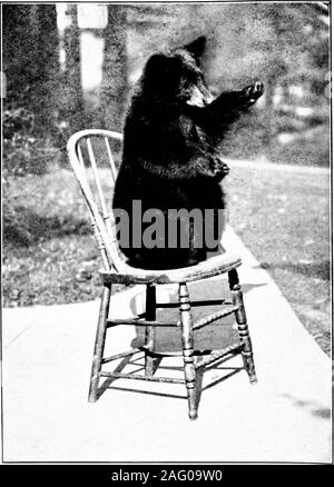 . Frère sauvage ; plus étrange des histoires vraies de les bois du nord. Vous inviles heiir Bruno à l'histoire de son étrange vie frère sauvage plus étrange de vrais STORIESFROM ByWilliam LES BOIS DU NORD Lyman Underwoodcu31924024784575 Banque D'Images