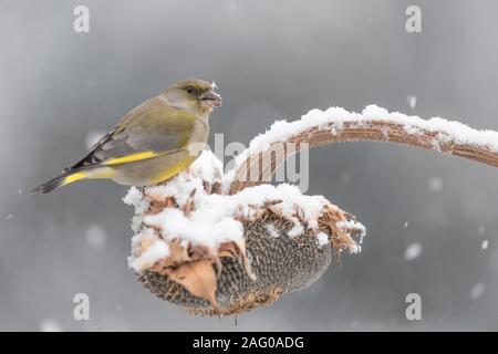 Le verdier sur le tournesol (Chloris chloris) Banque D'Images