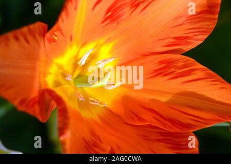 Close up d'étamine et pistil de l'intérieur d'une tulipe rouge/orange avec centre jaune cultivé à RHS Garden Harlow Carr, Harrogate, Yorkshire. Angleterre, Royaume-Uni Banque D'Images