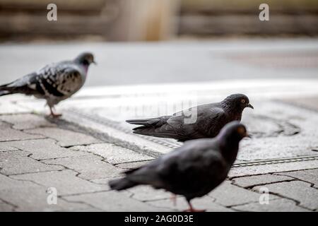 Les pigeons dans la ville, celle du milieu à l'autre deux hors focus, marchant sur les pavés, Banque D'Images