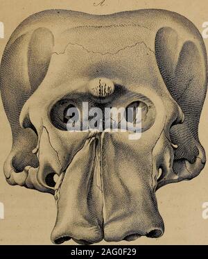 . Nova acta propriétés physico-medica. schen Elephanten , mit dem auf meiner 210 Tafelabgebildeten der asiatischen ergiebt Espèce unwichtige dienicht sich vor allem die Bemerkung grossere Entwicklungder Stirnhohlen mitder Elephanten beim asiatischen keineswegs im Verhaltniss der geringeren Stosszahue dieSchadeiwoJbung desselben steht, da, vom Ende der untern mittlern Nasenbeiuebis Scheitels zur Hohe des gemessen, fiinfDurchmesser Stosszahne mehr als der, betragt beimafricanischen Elephanlen wahrend diese nicht einmal zwei solche Durchmes ausroacht-ser ; und doch sind die des Stosszahne letztern ve Banque D'Images