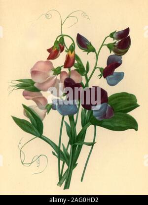 'Sweet Pois : Lathyrus odoratus', 1827, (1946). Illustration botanique par Pierre-Joseph Redouté,&# xe9 ; à partir de son "Choix des plus belles fleurs" (La plus belle des fleurs). Publié dans "British Garden Flowers", par George M. Taylor. [Collins, Londres, 1946] Banque D'Images