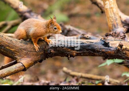 Eurasian écureuil roux (Sciurus vulgaris) sur une branche d'arbre dans l'automne à Formby écureuil rouge réserver, Merseyside, Royaume-Uni Banque D'Images