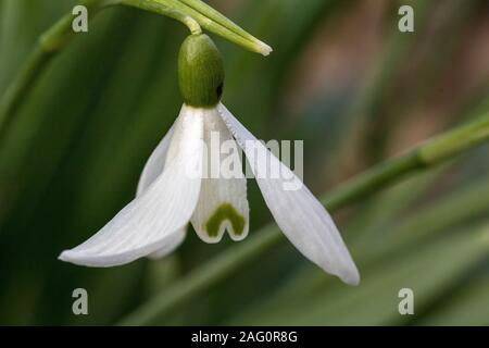 Image détaillée d'une seule fleur perce-neige (Galanthus nivalis) en février, Sunshine Great Torrington, Devon, Angleterre. Banque D'Images