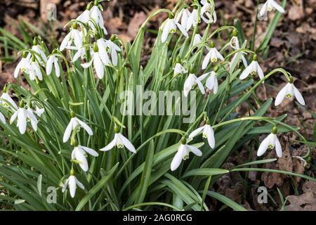 Détaillée d'un petit groupe de début du printemps perce-neige (Galanthus nivalis) en février, Sunshine Great Torrington, Devon, Angleterre. Banque D'Images