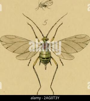 . Insectes britannique : une description de la forme, de la structure, des habitudes, et des transformations d'insectes. ^y / Banque D'Images