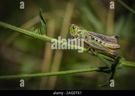 Close up image of green et une bande marron-winged grasshopper assis sur une tige sur une journée ensoleillée sur le terrain. Banque D'Images