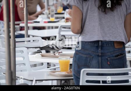 Pigeons sauvages se nourrissent de restes de nourriture sur une table de café Banque D'Images