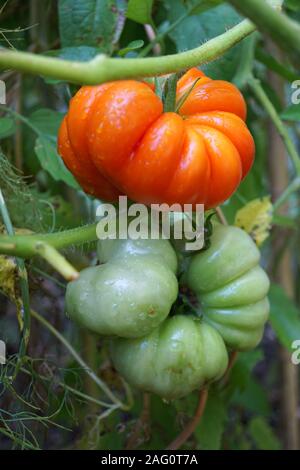 Costoluto Fiorentino (Italien) tomate tomates sur vigne Banque D'Images