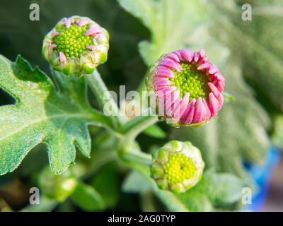 Les jeunes bourgeons de rose intérieur chrysanthemum close-up. La macro photographie de fleurs avec des petits bourgeons pétales frais. Accueil jardinage comme passe-temps. Vue de face. Banque D'Images