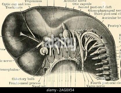 . La science et la pratique de la chirurgie dentaire. egion, qui theorgans ou parties viennent, et que les complications dans les cours des nerfs dans le adultare due au fait que les différents organes andparts pendant puis développement- becomeremoved souvent loin des régions où ils trouvent ceci permet. Il a été établi que dans le lowervertebrates toutes les nerfs spinaux sont construites uponthe même plan, et que chaque nerf-formée par 448 la jonction de ses deux racines-se divise en adorsal et une latérale ventro-sous-division. Thedorsal sous-division a été tracé à la peau e sont les muscles de la b Banque D'Images