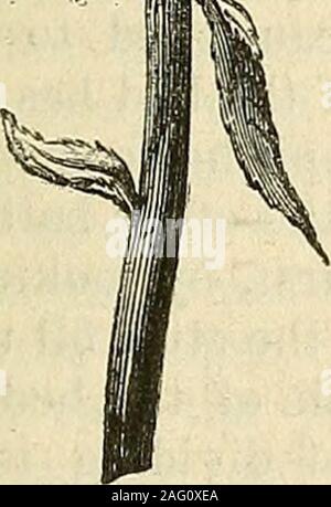 . Les annales de l'Horticulture et Year-Book de l'information pratique sur le jardinage. PflfV. Banque D'Images