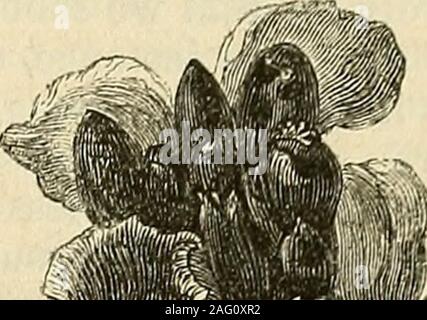 . Les annales de l'Horticulture et Year-Book de l'information pratique sur le jardinage. WwBmBm• ? ? ? ? ? ? .7,/ Banque D'Images