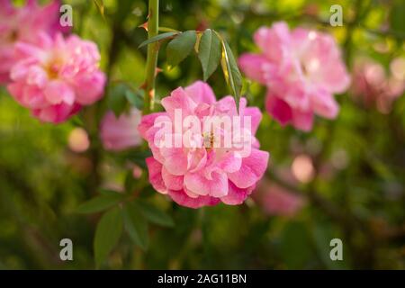 Belle Rose Rose sur jardin Banque D'Images