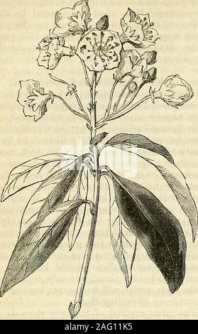 . Les annales de l'Horticulture et Year-Book de l'information pratique sur le jardinage. equently beveilig à garder claire des mauvaises herbes.La deuxième récolte, qui est semée dans le rowswhere ils sont à se développer, doit être mis à la terre upas dès qu'ils ont obtenu une paire de roughleaves, et de même ont leurs bâtons. La récolte, ce légume qu'il ne faut pas inmind, qu'ils sont dans la perfection quand grownto une grande taille, et jusqu'à ce que les haricots commencent à withinthem ; houle, donc commencer tôt, et prendre seulement la plus grande, avant, cependant, qu'ils deviennent trop vieux. En tant que semence est souhaitable, anythat sont négligés jusqu'trop vieux, devrait être le Banque D'Images