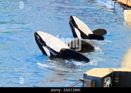 Deux épaulards (Orcinus orca) dans un show de baleines Banque D'Images