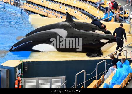 Puerto De La Cruz 16 Tenerife-January,2019.Deux épaulards (Orcinus orca) sont hors de l'eau au cours d'un show de baleines à Loro Parc à Ténérife Banque D'Images