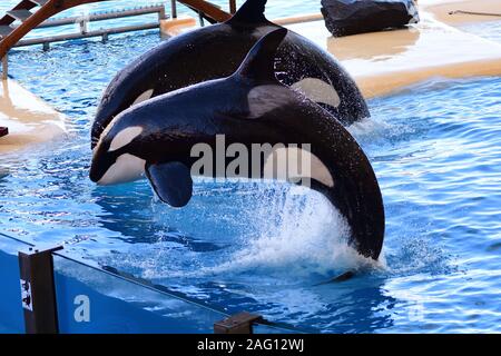 Close up of deux épaulards (Orcinus orca) sautant de l'eau au cours d'un show de baleines Banque D'Images