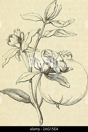 . Les annales de l'Horticulture et Year-Book de l'information pratique sur le jardinage. n'est pas unf requentin l'Ancien Testament. Des passages auquel il est mentionné, il peut être bien seenthat la grenade a, depuis le remotesthistorical âges, été tenu en très haute estime.C'était l'un des luxes de l'Égypte, de theloss dont le murmure Israélites com-plained dans leur errance dans le wilder-ness, qui avait pas de place, ils ont dit, ofseed, ou des figues, ni vigne, ni pomegra-nates. (Engourdi. xx. 5.) à ce antérieurement,cependant, la grenade est mentionné comme objet, il adecorative Banque D'Images