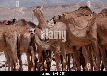 Chameaux sur la route dans le sud de l'Oman Banque D'Images