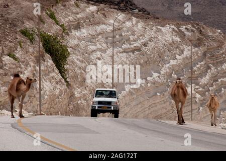 Chameaux sur la route dans le sud de l'Oman Banque D'Images