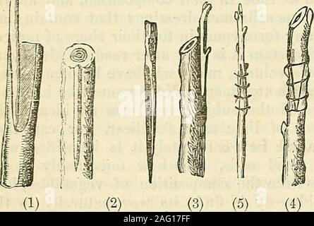 . Les annales de l'Horticulture et Year-Book de l'information pratique sur le jardinage. tructions sur le sujet que les papiers d'weallude contenir ; mais avec la permission du propriétaire, nous avons copié les illustra-tions ainsi que l'article, et ils mustspeak pour eux-mêmes. Le greffage. Il y a des arbres, appartenant à certaines familles, qui poussent beaucoup plus fort thanany des sortes. La pommette, forinstance, est plus vigoureux que le goldenpippin ; l'amande est plus robuste que thepeach ; le prunier sauvage est plus fort que thegreen gage ; et la même chose peut être observedthrough toutes c Banque D'Images